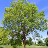 Lacebark Elm