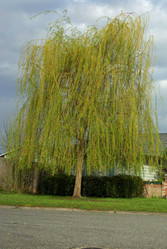  Shade Trees Twin Oaks Nursery & Supply