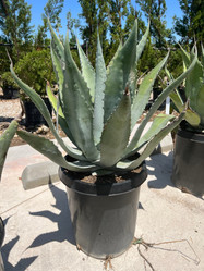 Agave americana (Century Plant) made by here at Twin Oaks Nursery & Supply