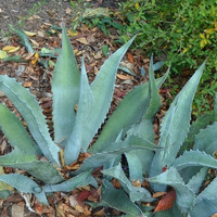 Blue Rough Leaf Agave made by here at Twin Oaks Nursery & Supply