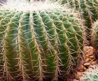 Barrel Cactus made by here at Twin Oaks Nursery & Supply