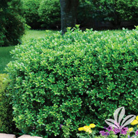 Dwarf Burford Holly made by here at Twin Oaks Nursery & Supply