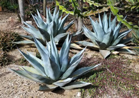 Agave havardina (Harvard Agave) made by here at Twin Oaks Nursery & Supply