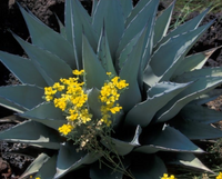 Agave chrysantha (Golden Flowered Century Plant)