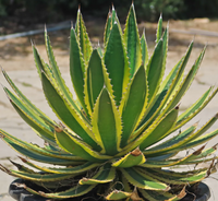 Agave lophantha 'Quadricolor' made by here at Twin Oaks Nursery & Supply
