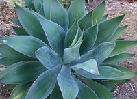 Blue Flame Agave made by here at Twin Oaks Nursery & Supply