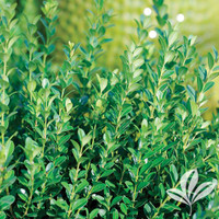 Baby Gem Boxwood made by here at Twin Oaks Nursery & Supply