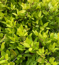 Eureka Gold Holly made by here at Twin Oaks Nursery & Supply