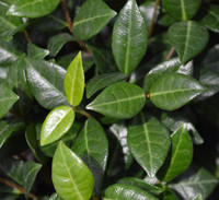 Green Asian Jasmine made by here at Twin Oaks Nursery & Supply
