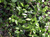 Green Asian Jasmine