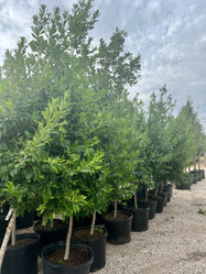 Eagleston Holly - Tree Form made by here at Twin Oaks Nursery & Supply
