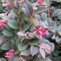 Cerise Charm Loropetalum made by here at Twin Oaks Nursery & Supply