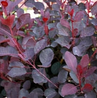 Dusky Maiden Smoketree made by here at Twin Oaks Nursery & Supply