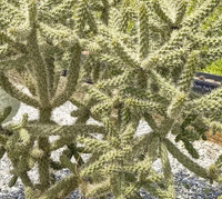 Cholla Cactus