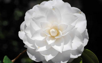 Camellia 'White by the Gate' is here at  Twin Oaks Nursery & Supply in Denison & Sherman Tx