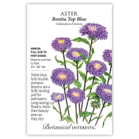 Aster Seeds