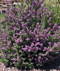 Compact Texas Sage is here at  Twin Oaks Nursery & Supply in Denison & Sherman Tx