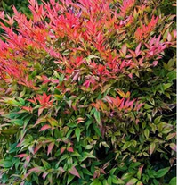 Domestica Regular Nandina made by here at Twin Oaks Nursery & Supply
