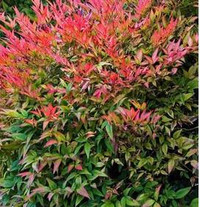 Domestica Regular Nandina, vibrant pink and green foliage of the Nandina plant with dense leaves and colorful new growth.