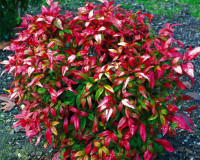 Dwarf Firepower (Nana) Nandina