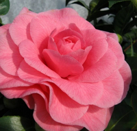 Camellia 'Ack-Scent' made by here at Twin Oaks Nursery & Supply
