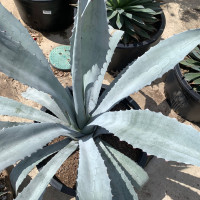 Electric Blue Agave made by here at Twin Oaks Nursery & Supply