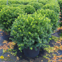 Densiformis Yew