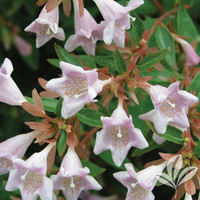 Edward Goucher Abelia made by here at Twin Oaks Nursery & Supply
