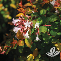Canyon Creek Abelia made by here at Twin Oaks Nursery & Supply