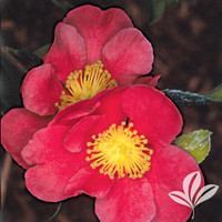 Camellia 'Yuletide' made by here at Twin Oaks Nursery & Supply