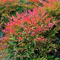 Gulf Stream Nandina made by here at Twin Oaks Nursery & Supply