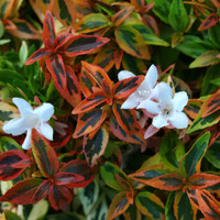 Kaleidoscope Abelia made by here at Twin Oaks Nursery & Supply