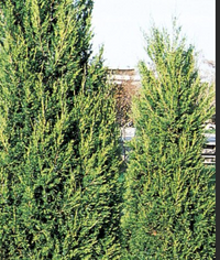 Hetzi Column Juniper made by here at Twin Oaks Nursery & Supply