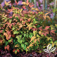 Pink Blush Nandina made by here at Twin Oaks Nursery & Supply