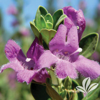 Green Cloud Texas Sage made by here at Twin Oaks Nursery & Supply
