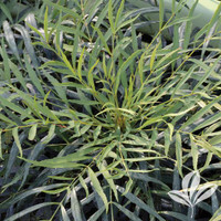 Indigo Flair Mahonia made by here at Twin Oaks Nursery & Supply