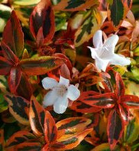 Mango Twist Abelia made by here at Twin Oaks Nursery & Supply