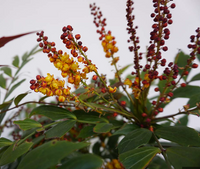 Groovy Glow Mahonia made by here at Twin Oaks Nursery & Supply