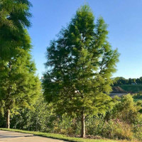 Standard Bald Cypress