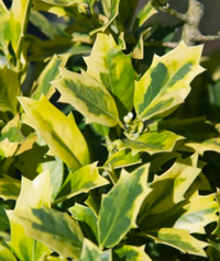 Golden Oakland Holly made by here at Twin Oaks Nursery & Supply