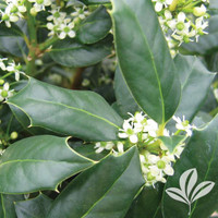 Nellie R. Stevens Holly Tree Form made by here at Twin Oaks Nursery & Supply