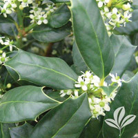 Evergreen Trees Twin Oaks Nursery & Supply