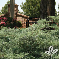Grey Owl Juniper made by here at Twin Oaks Nursery & Supply