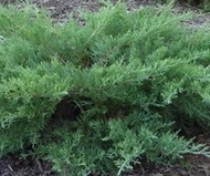 Kallay Pfitzer Juniper made by here at Twin Oaks Nursery & Supply