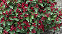 Maroon Swoon Weigela made by here at Twin Oaks Nursery & Supply