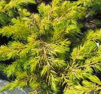 Golden Pacific Juniper made by here at Twin Oaks Nursery & Supply