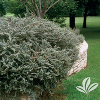 Grayleaf Cotoneaster made by here at Twin Oaks Nursery & Supply