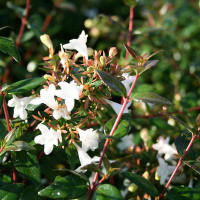 Rose Creek Abelia is here at  Twin Oaks Nursery & Supply in Denison & Sherman Tx