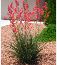 Red Yucca made by here at Twin Oaks Nursery & Supply