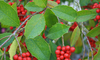 Savannah Holly made by here at Twin Oaks Nursery & Supply